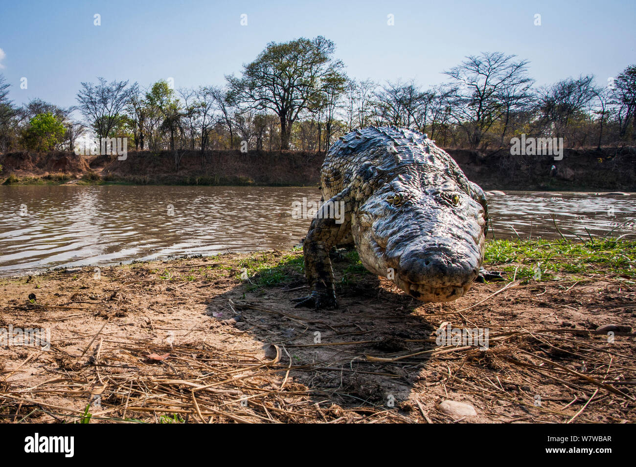 Nile Crocodile (Crocodylus niloticus) basking on shores of lagoon, South Luangwa National Park, Zambia. Photographed with a remote camera. Stock Photo