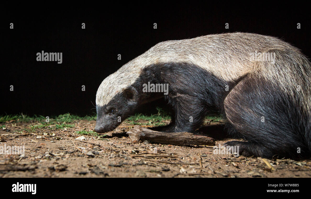 Honey badger (Mellivora capensis) taken at night with remote camera, South Luangwa National Park, Zambia. Stock Photo