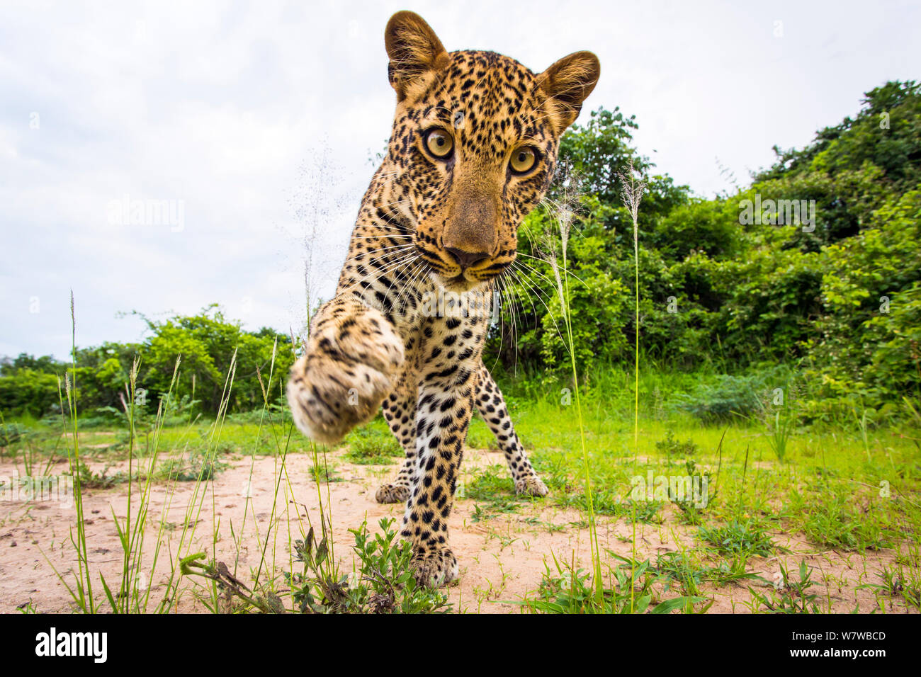 African leopard (Panthera pardus pardus) batting remote camera. South Luangwa National Park, Zambia. Stock Photo