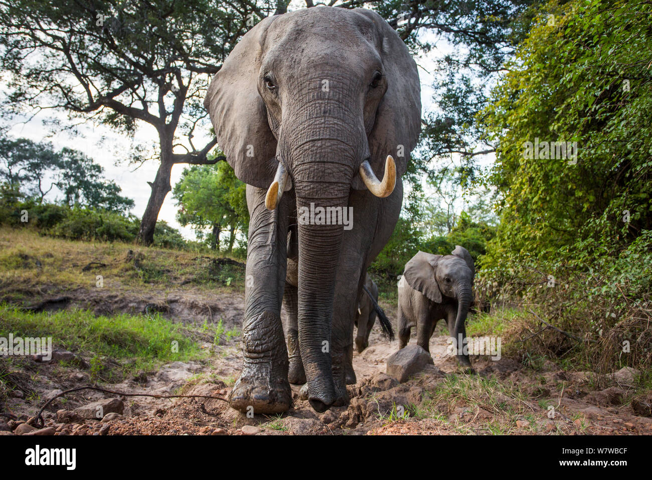 African elephant (Loxodonta africana) with calf, South Luangwa National Park, Zambia. Stock Photo