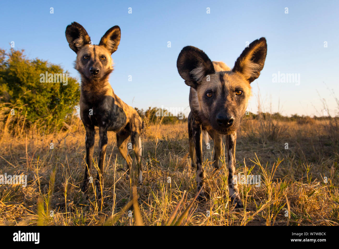 African wild dogs (Lycaon pictus) investigating remote camera, Hwange National Park, Zambia. Stock Photo
