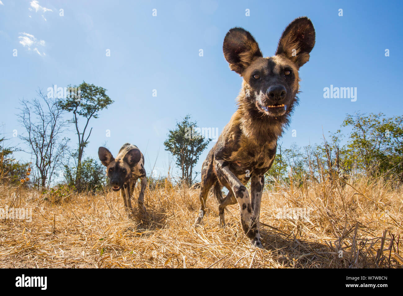 African wild dogs (Lycaon pictus) investigating remote camera, North Luangwa National Park, Zambia. Stock Photo