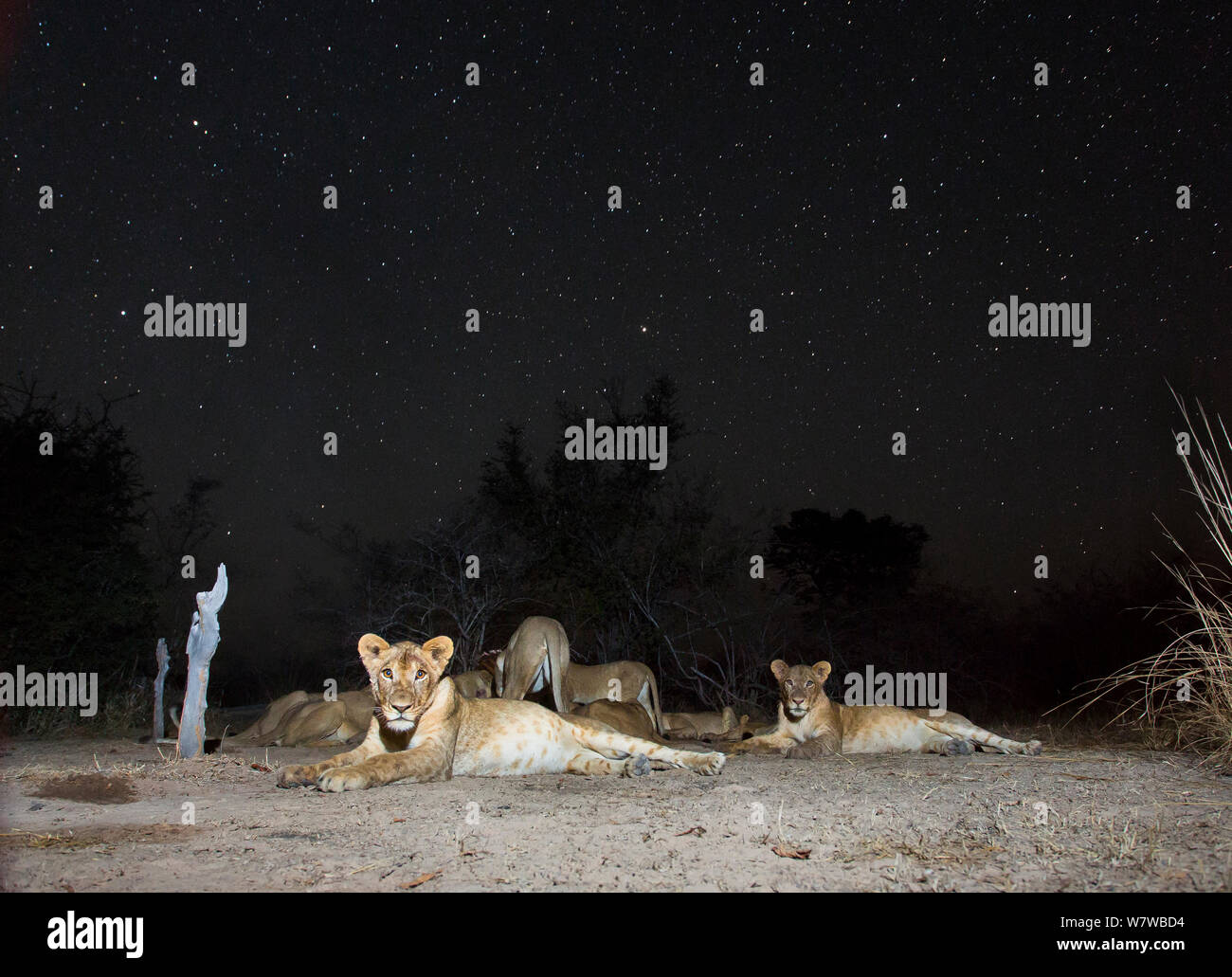 Small pride of Lions (Panthera leo) on starry night. South Luangwa National Park, Zambia. Stock Photo