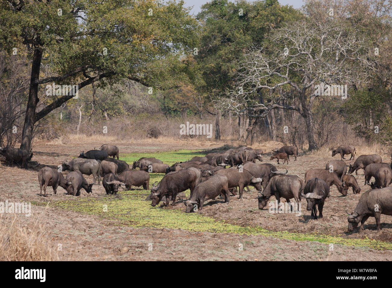 African buffalo (Syncerus caffer) herd grazing, South Luangwa National Park, Zambia. August. Stock Photo