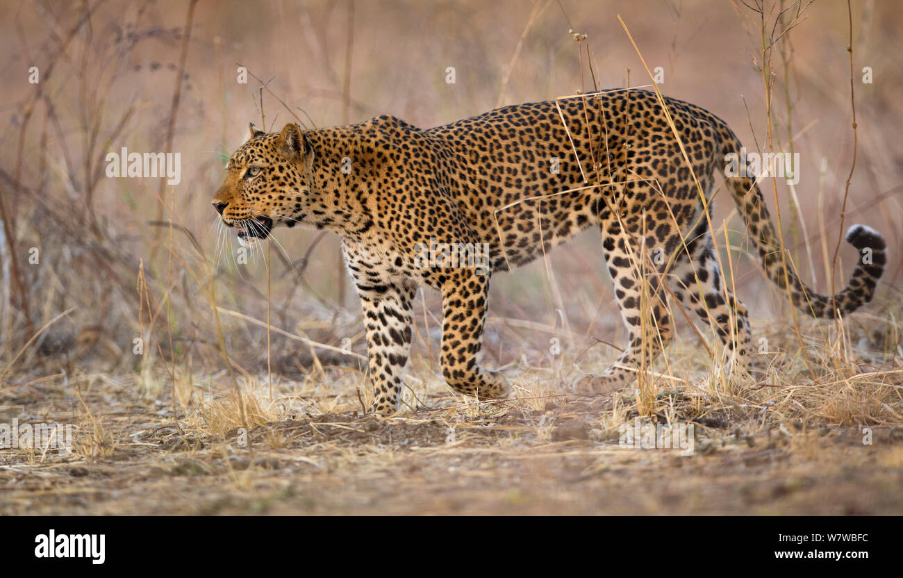 Leopard (Panthera pardus) walking, South Luangwa National Park, Zambia. August. Stock Photo
