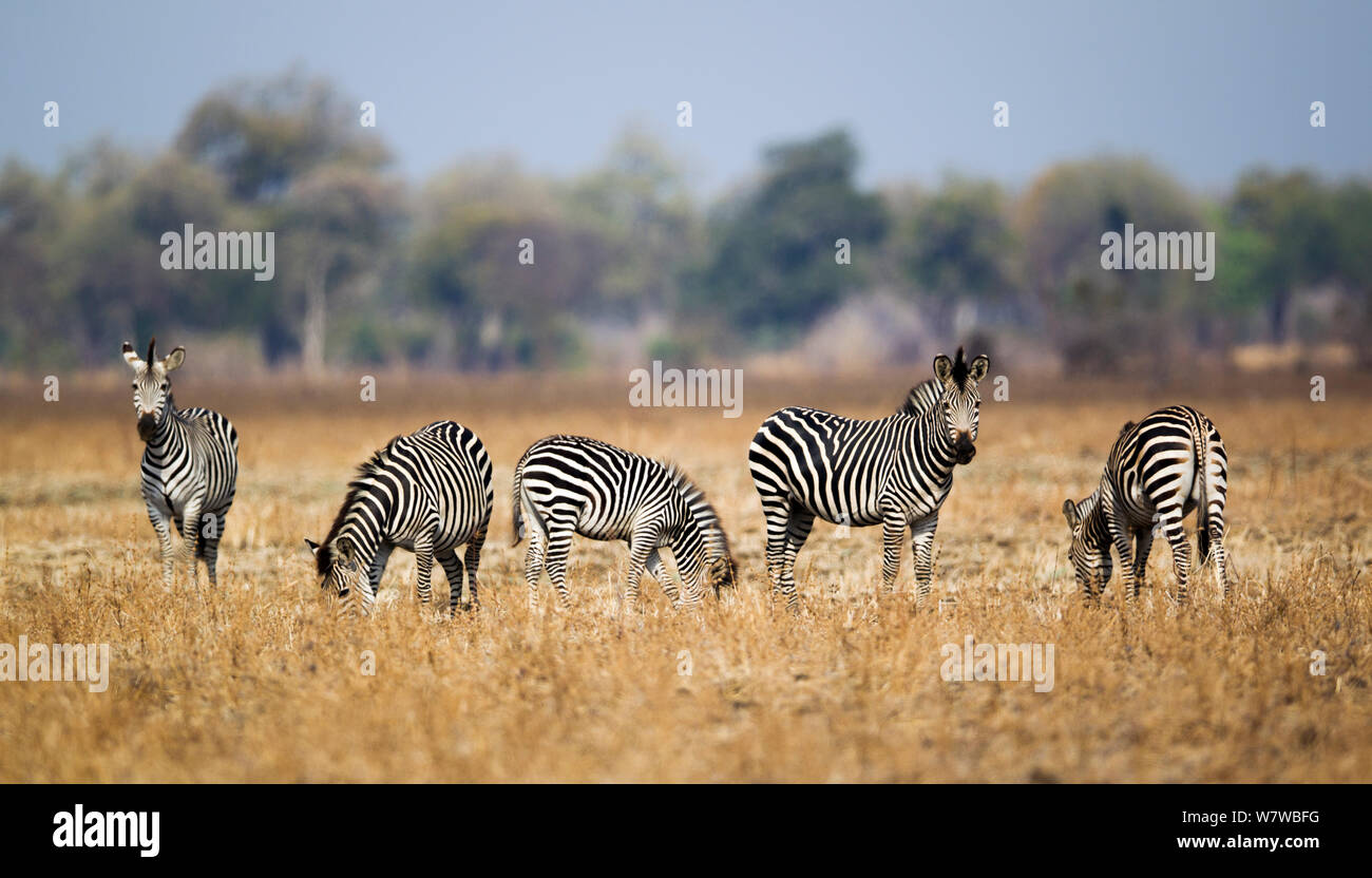 Small group of Crawshay&#39;s Zebras (Equus quagga crawshayii) grazing while others keep watch, South Luangwa National Park, Zambia. September. Stock Photo