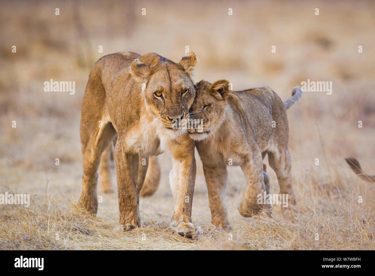 African lionness (Panthera leo) interacting with cub, South Luangwa National Park, Zambia. September. Stock Photo