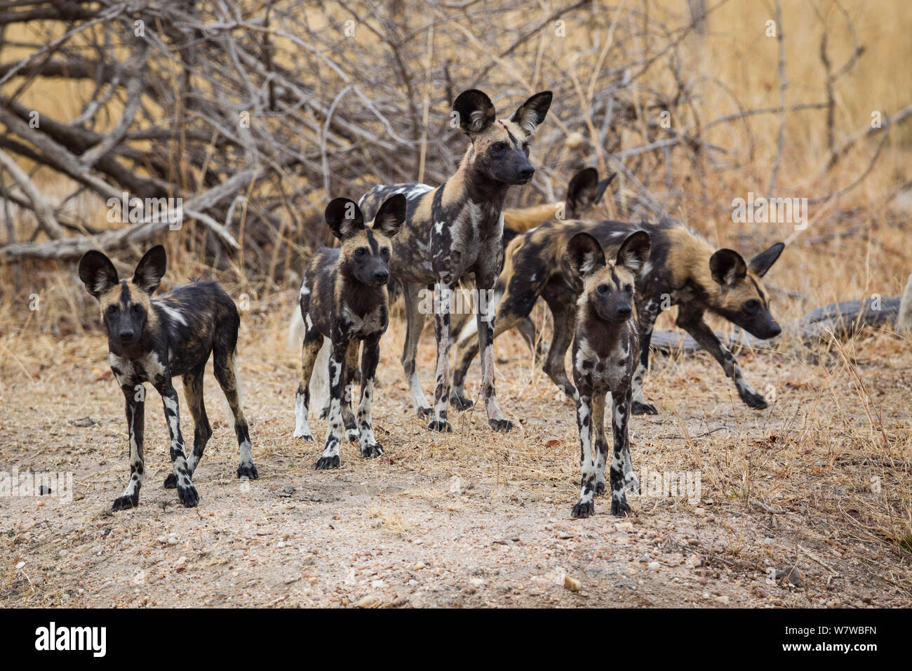 African wild dog pack (Lycaon pictus), South Luangwa National Park, Zambia. November. Stock Photo