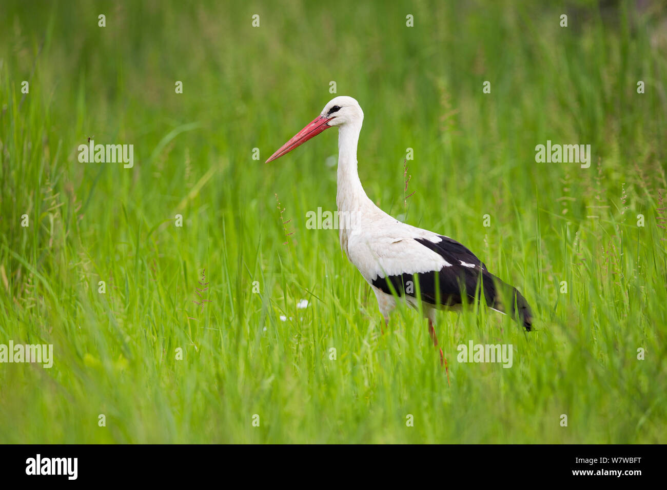 White stork (Ciconia ciconia) walking in tall grass, South Luangwa National Park, Zambia. January. Stock Photo