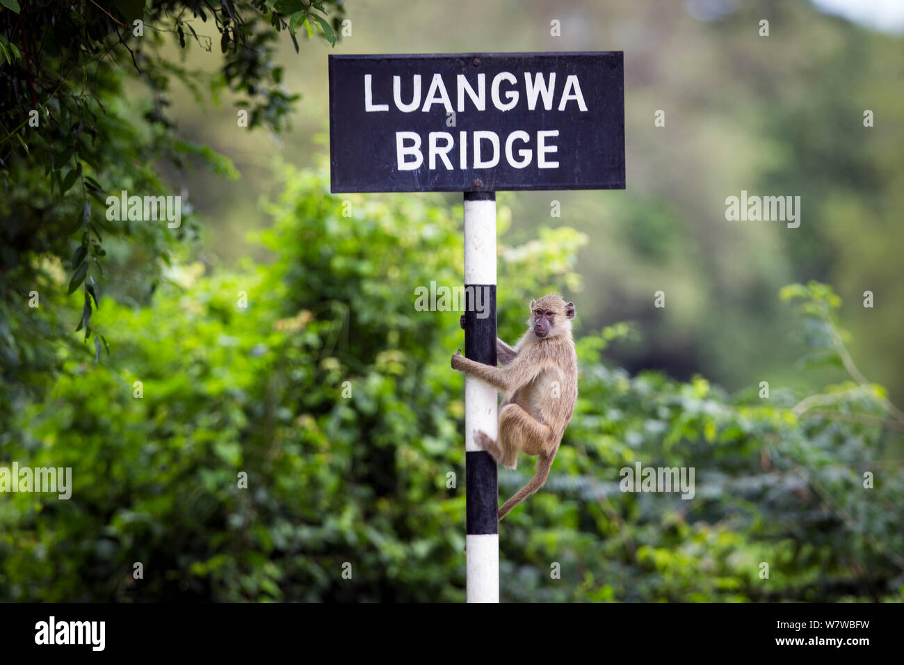 Yellow baboon (Papio cynocephalus) climbing &#39;Luangwa Bridge&#39; sign, South Luangwa National Park, Zambia. January. Stock Photo