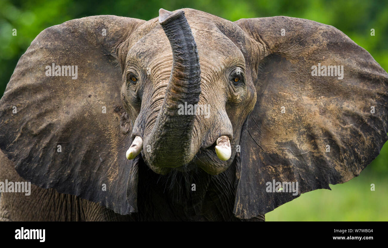 African elephant,(Loxodonta africana) with trunk raised, South Luangwa National Park, Zambia. January. Stock Photo