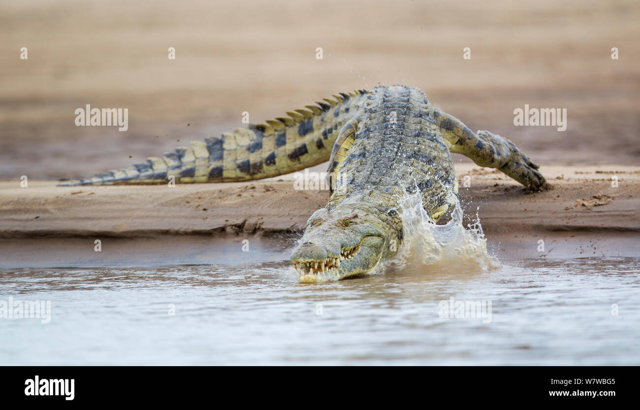 Nile crocodile (Crocodylus niloticus) entering the Luangwa River, South Luangwa National Park, Zambia. January. Stock Photo