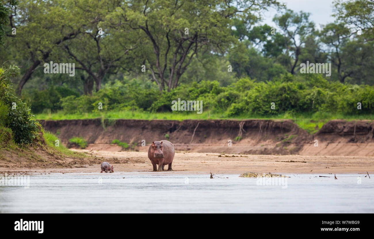 Hippopotamus (Hippopotamus amphibius) mother standing between her newborn baby and a Nile crocodile (Crocodylus niloticus) on a riverbank, South Luangwa National Park, Zambia. January. Stock Photo