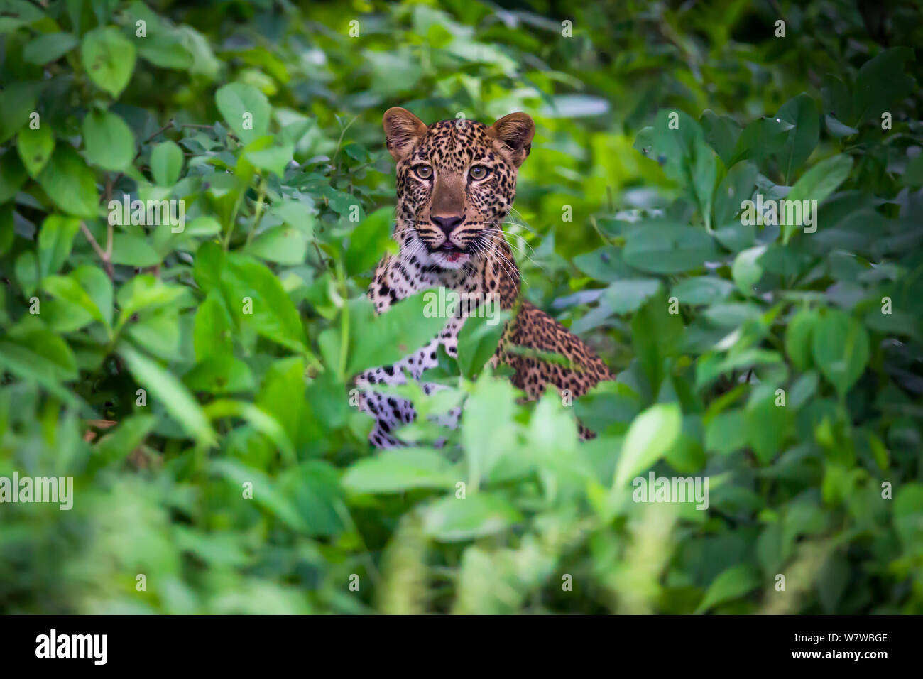 Leopard (Panthera pardus) female with her kill in thick bush,South Luangwa National Park, Zambia. January. Stock Photo
