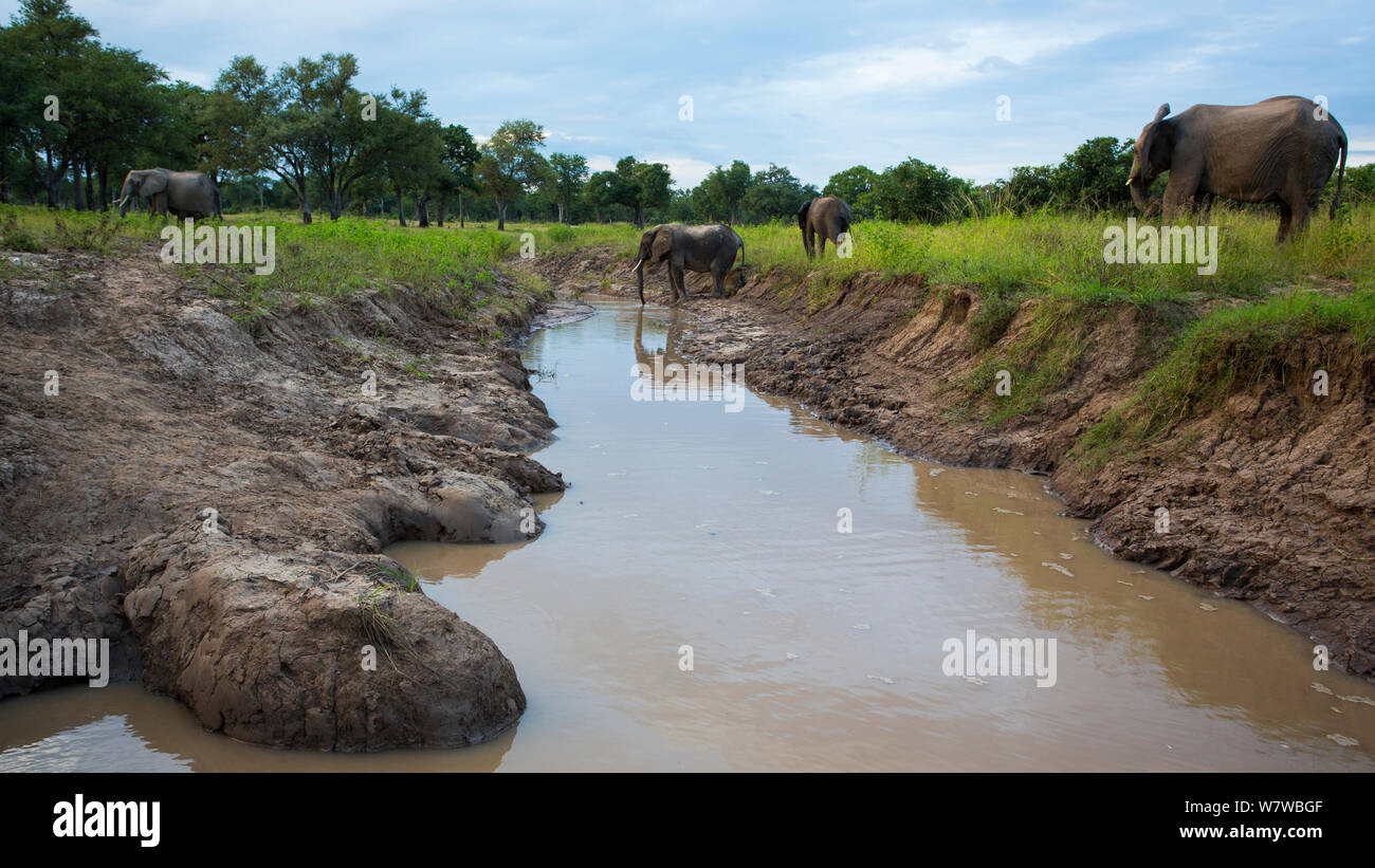 African Elephants (Loxodonta africana) crossing a shallow river, South Luangwa National Park, Zambia. February. Stock Photo