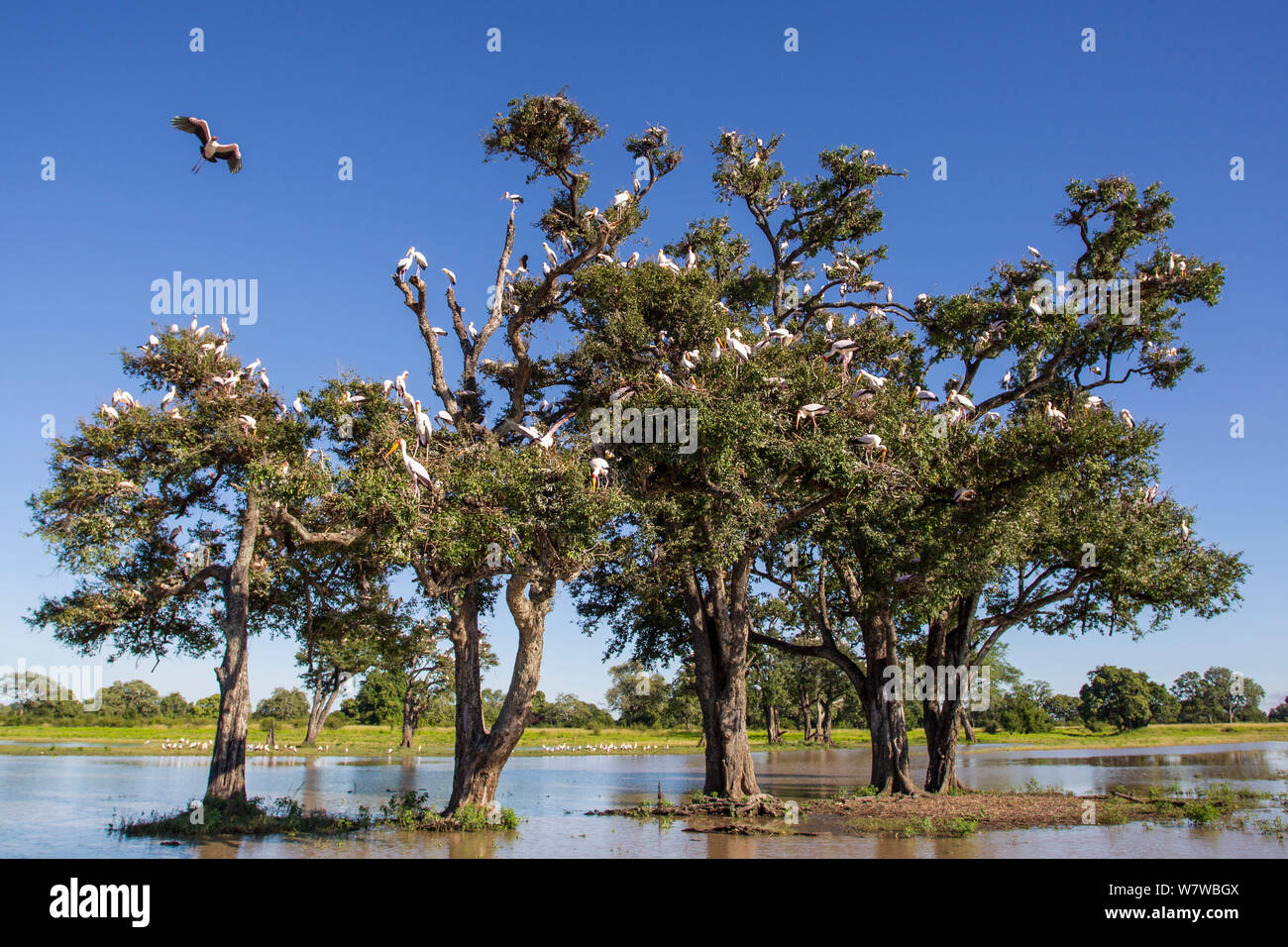Flock of Yellow billed storks (Mycteria ibis) roosting in trees during a flood, South Luangwa National Park, Zambia. March. Stock Photo