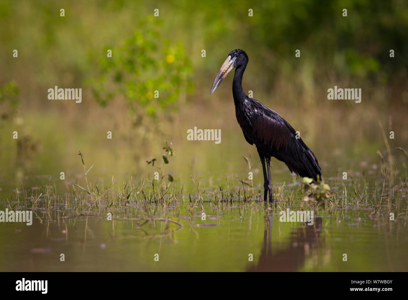 African openbill (Anastomus lamelligerus) standing in water, South Luangwa National Park, Zambia. March. Stock Photo