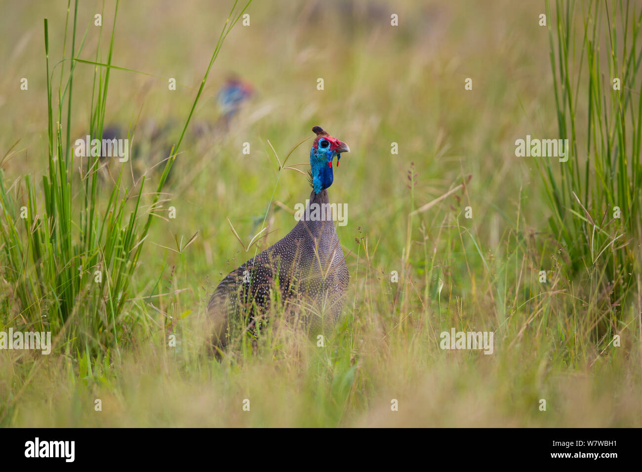 Helmeted guineafowl (Numida meleagris) looking out over tall grass, South Luangwa National Park, Zambia. March. Stock Photo