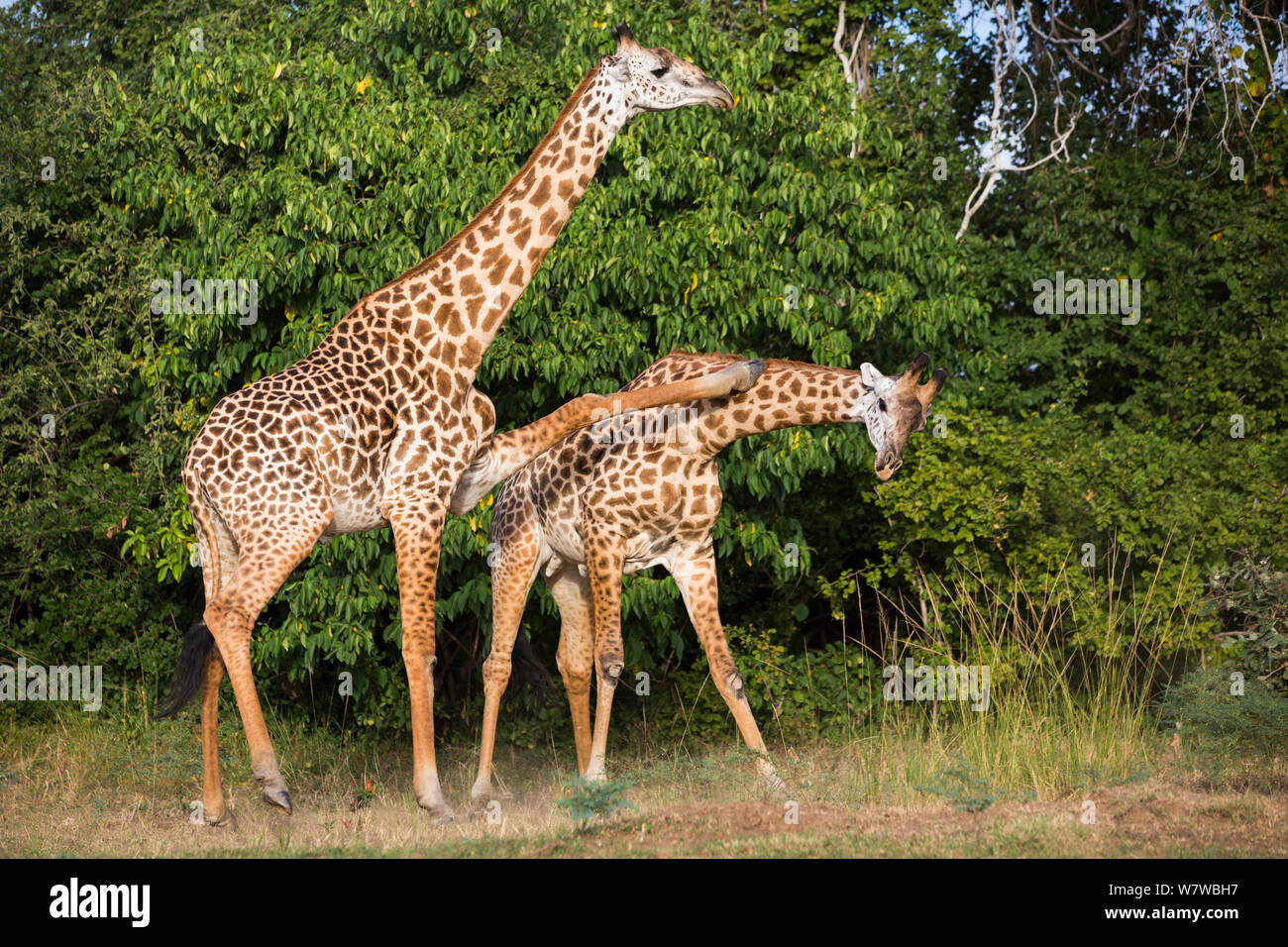 Two Thornicroft&#39;s Giraffes (Giraffa camelopardalis thornicrofti) fighting, South Luangwa National Park, Zambia. April. Stock Photo