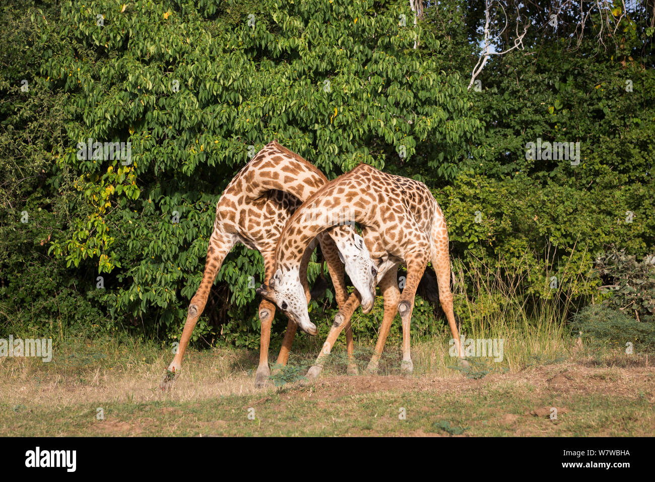 Two Thornicroft&#39;s Giraffes (Giraffa camelopardalis thornicrofti) fighting, South Luangwa National Park, Zambia. April. Stock Photo