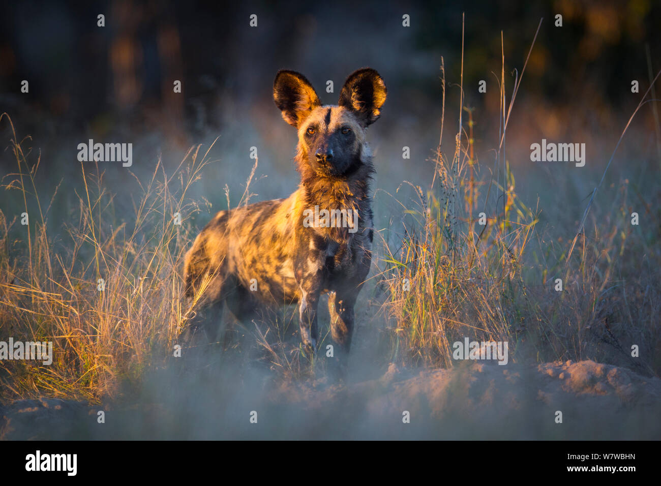 African wild dog (Lycaon pictus) in evening light, South Luangwa National Park, Zambia. June. Stock Photo