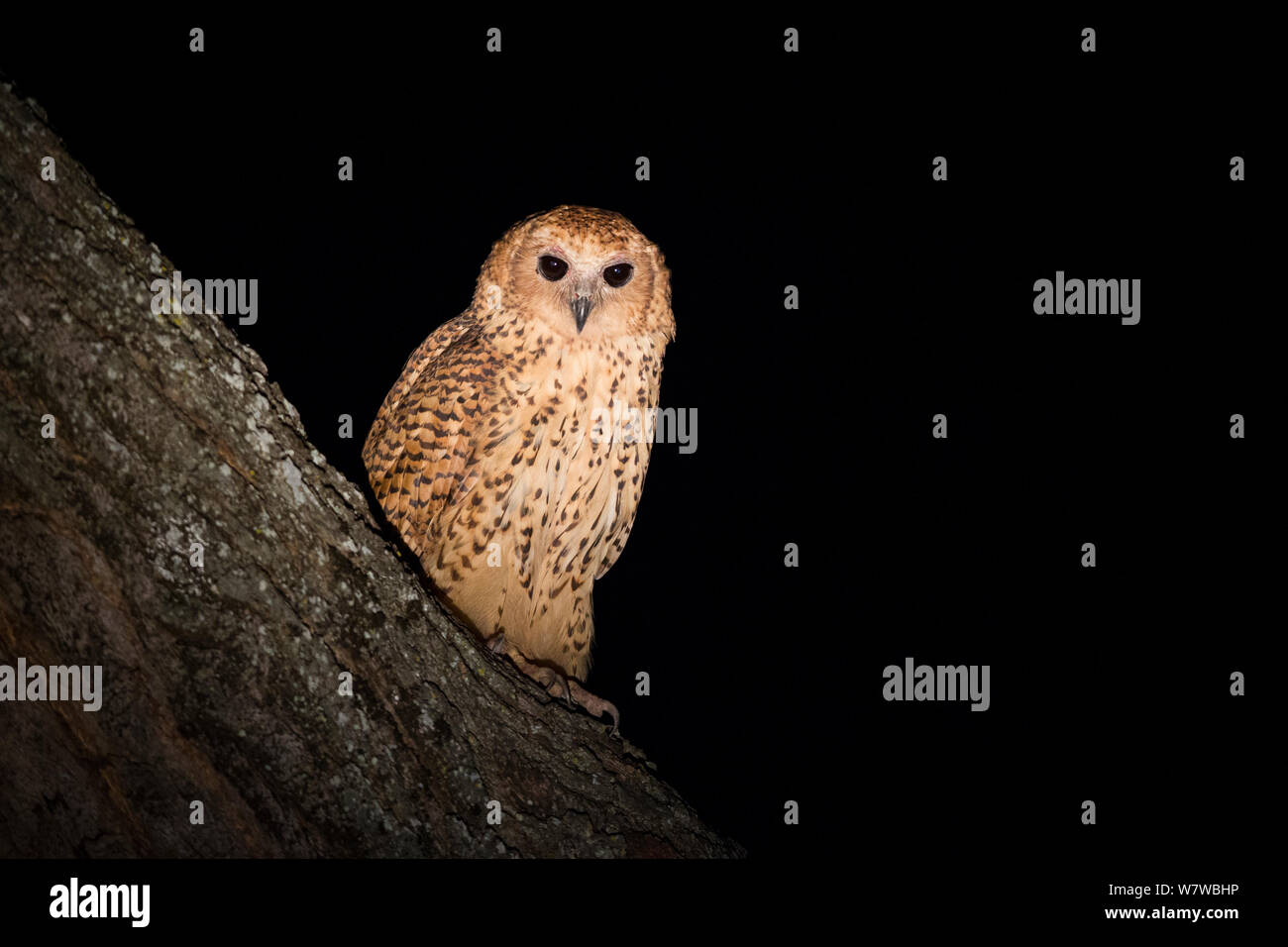 Pel&#39;s fishing owl (Scotopelia peli) perched at night, South Luangwa National Park, Zambia. May. Stock Photo