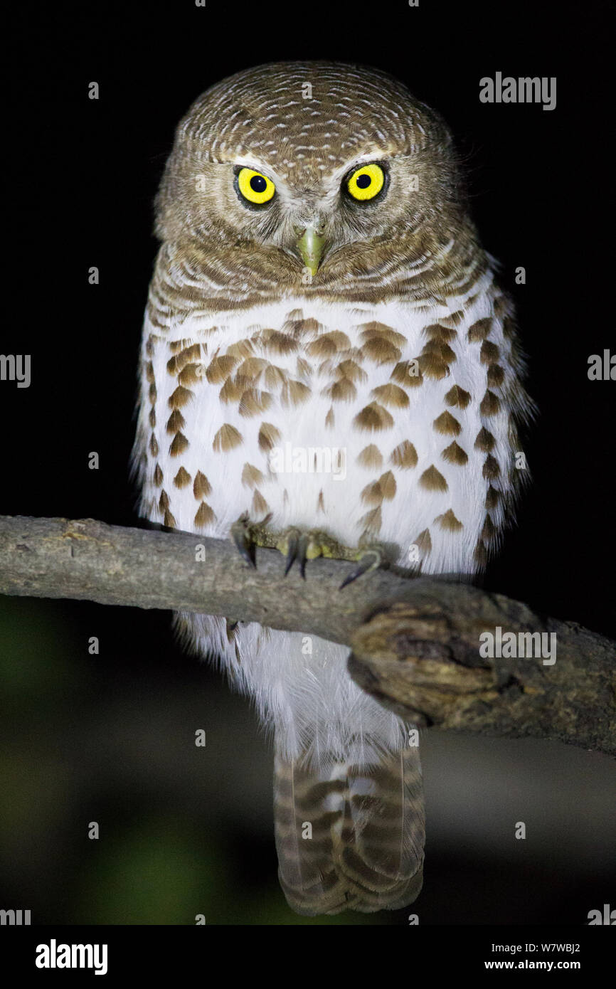 African barred owl (Glaucidium capense) perched at night, South Luangwa National Park, Zambia. July. Stock Photo