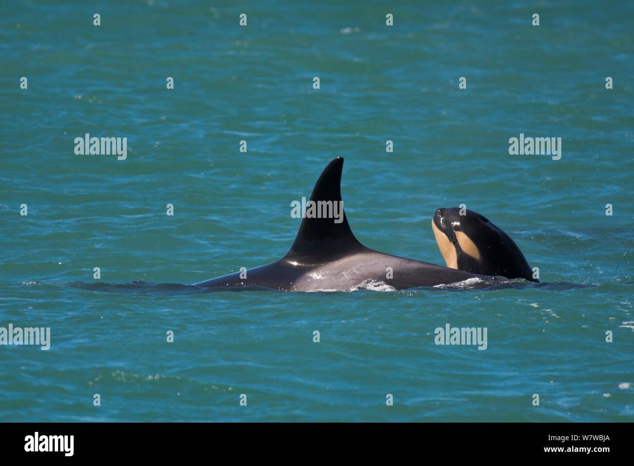 Orca (Orcinus orca) baby age 10 days, swimming with his mother. Punta Norte Natural Reserve, Peninsula Valdes, Chubut Province, Patagonia Argentina Stock Photo