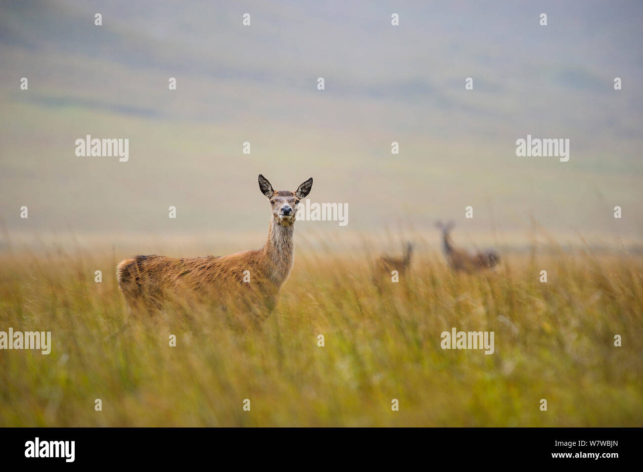Red deer (Cervus elaphus) herd of females, Glencoe, Scottish Highlands, Scotland, October. Stock Photo