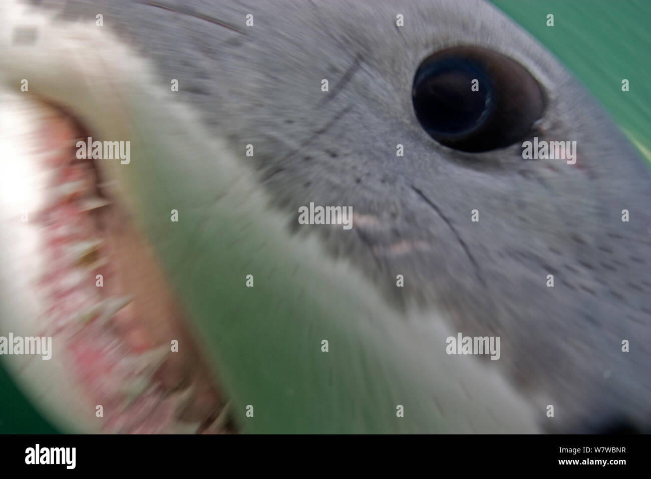 Shark Eye Stock Photos Shark Eye Stock Images Page 3 Alamy
