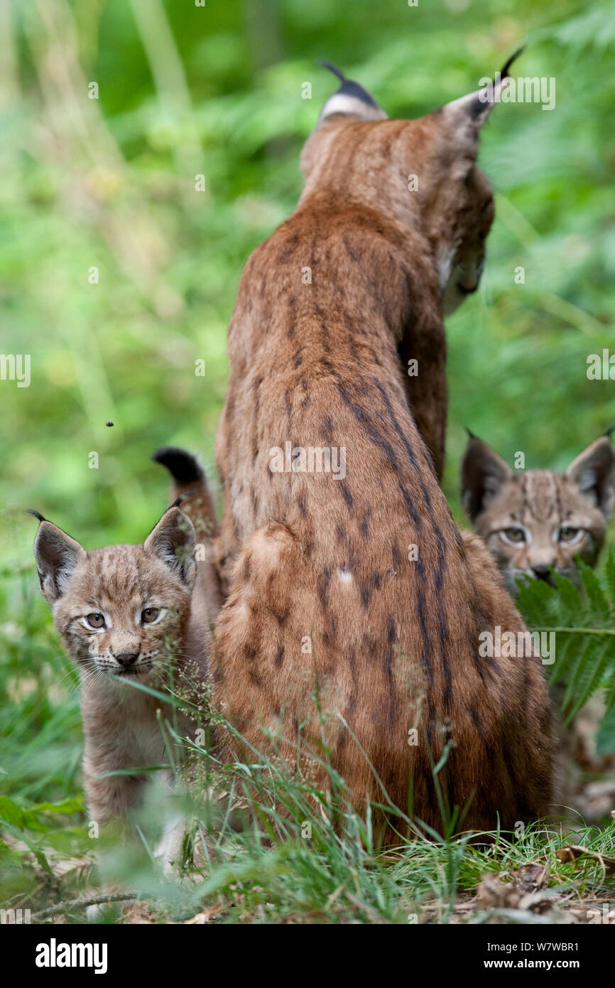 Eurasian lynx (Lynx lynx) female with cubs, Black Forest,  Baden-Wurttemberg, Germany. July. Captive Stock Photo - Alamy