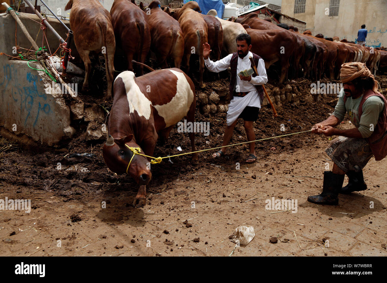 Yemen, Yemen. 7th Aug, 2019. A seller pulls an ox for a customer at a