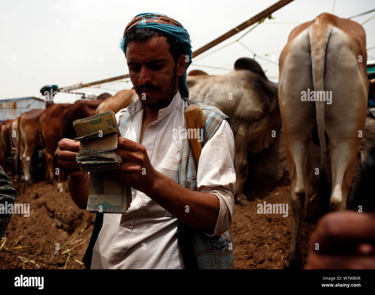 Yemen, Yemen. 7th Aug, 2019. A seller counts money at a livestock