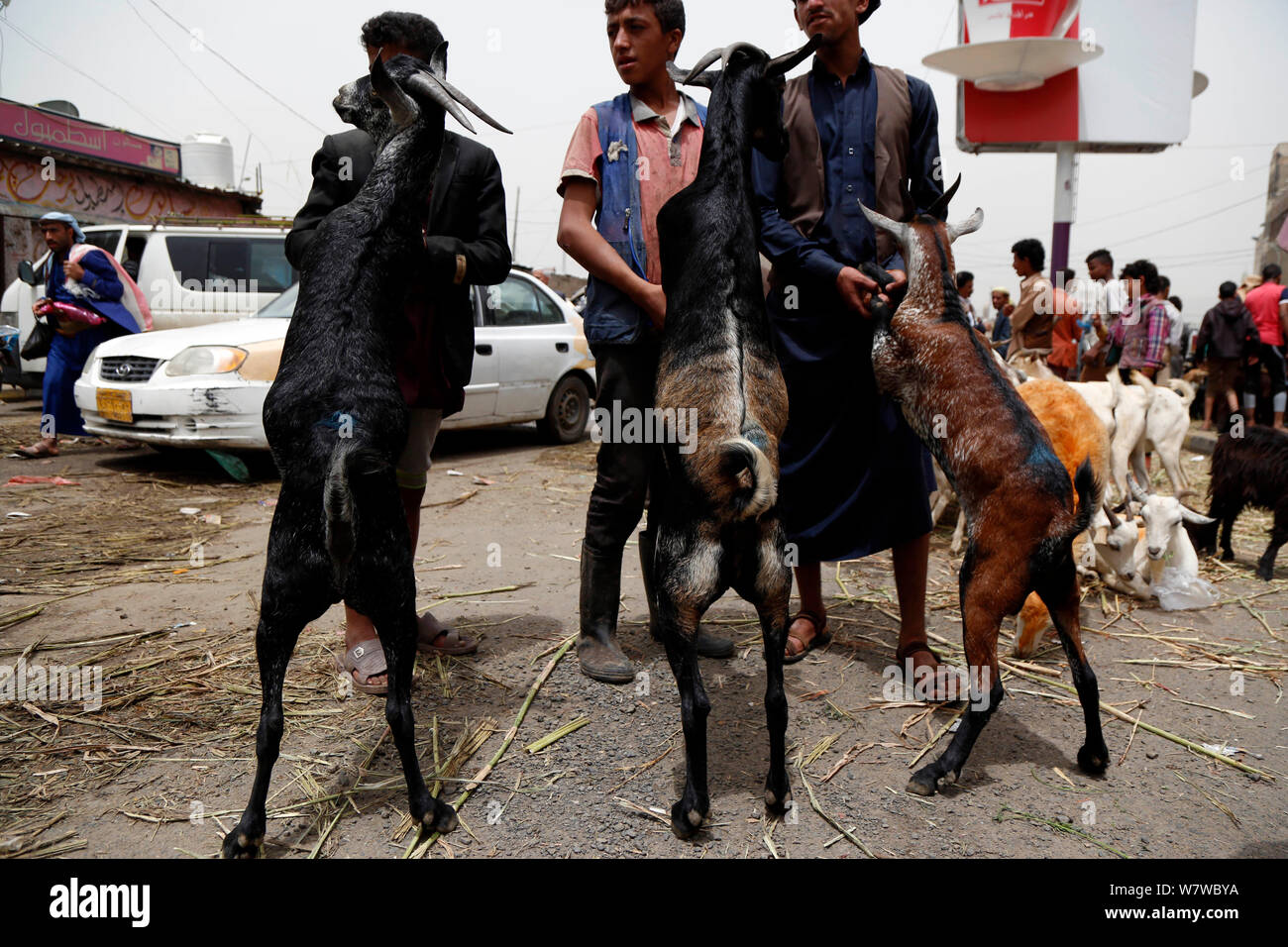 Yemen, Yemen. 7th Aug, 2019. Sellers display goats for sale at a