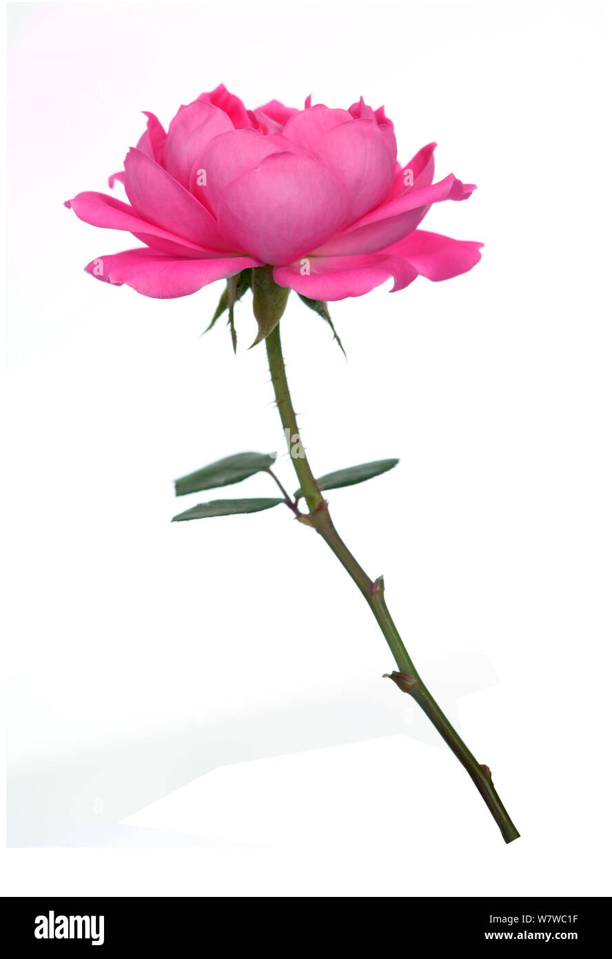 A beautiful pink rose isolated on white background Stock Photo - Alamy