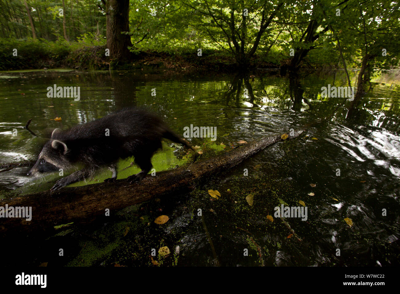 Raccoon dog tree hires stock photography and images Alamy