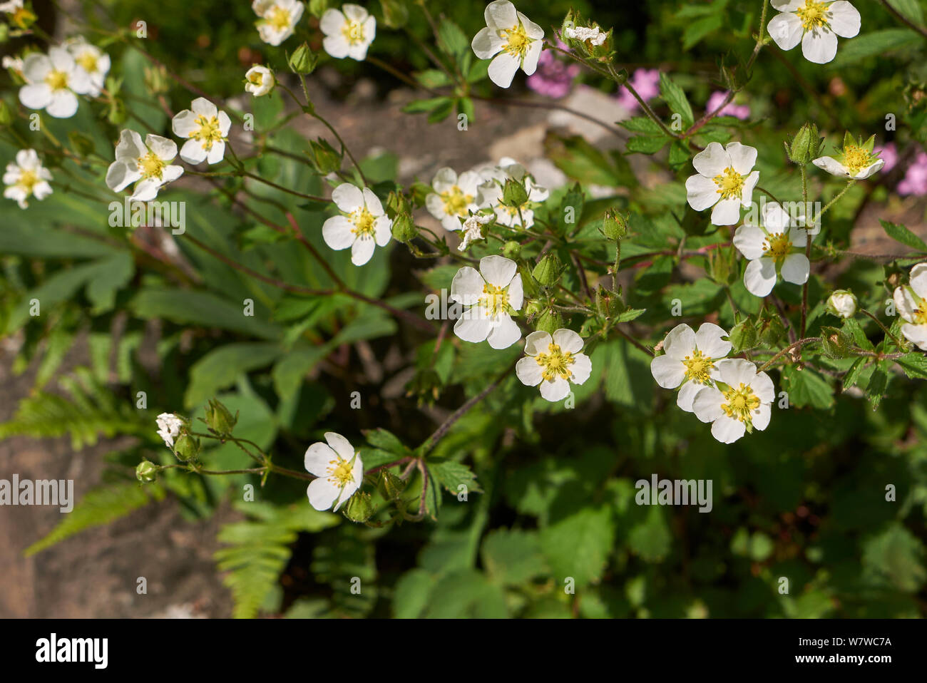 white flowers of Potentilla andicola Stock Photo