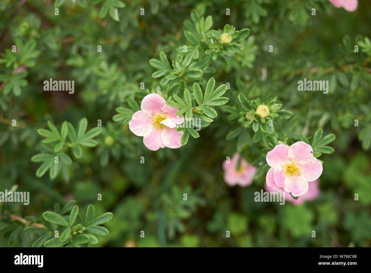 Dasiphora fruticosa shrub in bloom Stock Photo