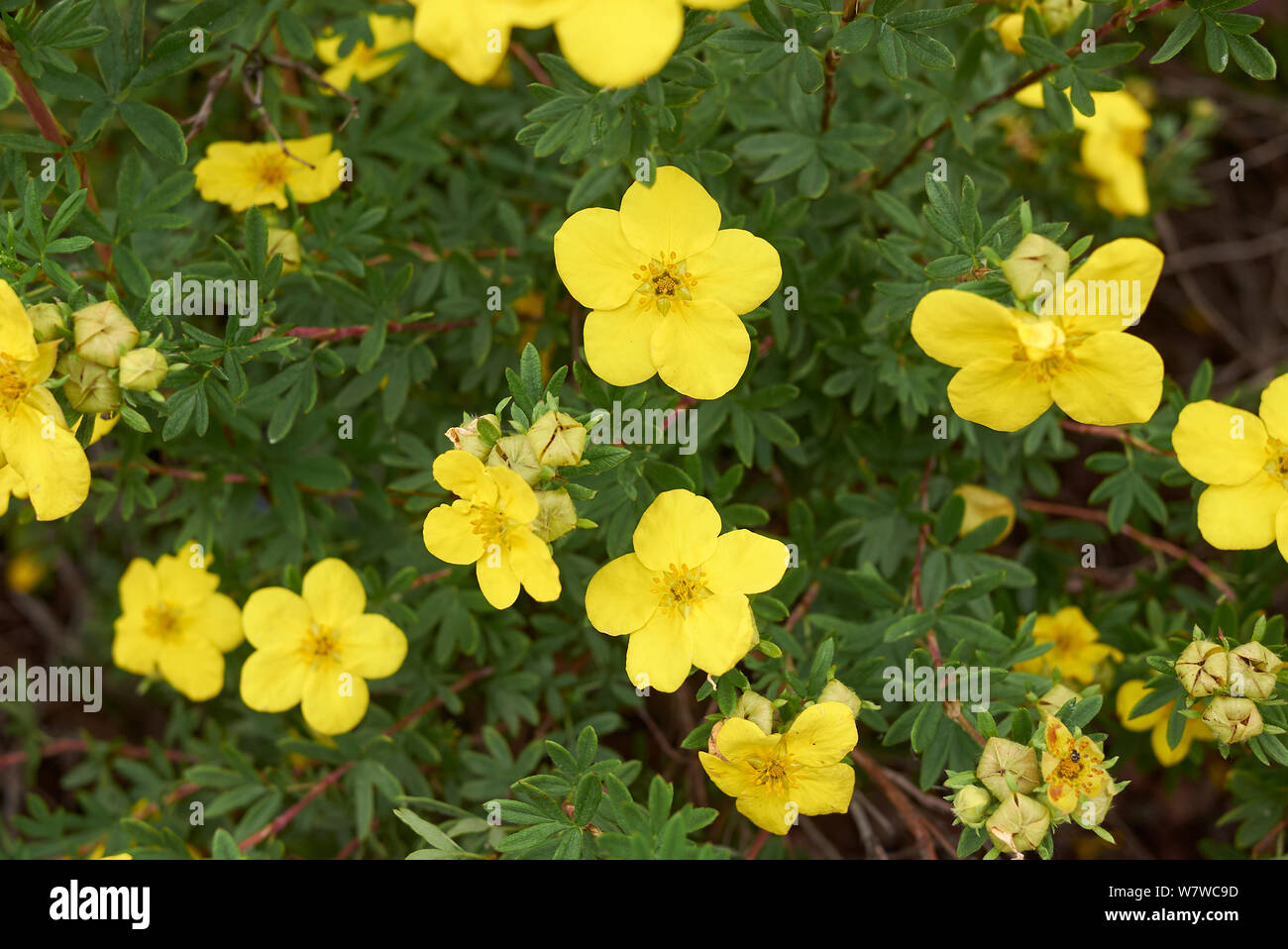 Dasiphora fruticosa shrub in bloom Stock Photo