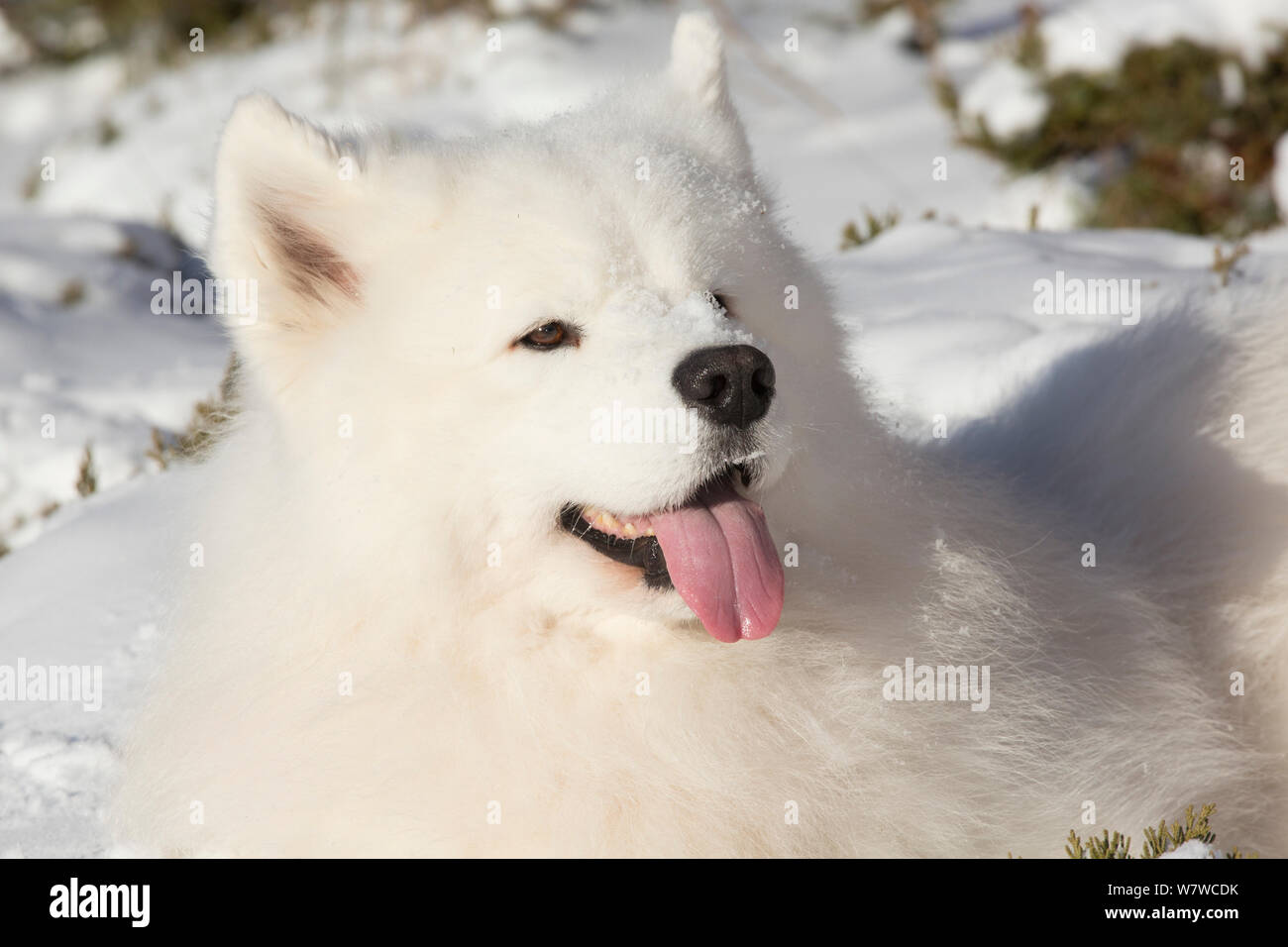 samoyed panting