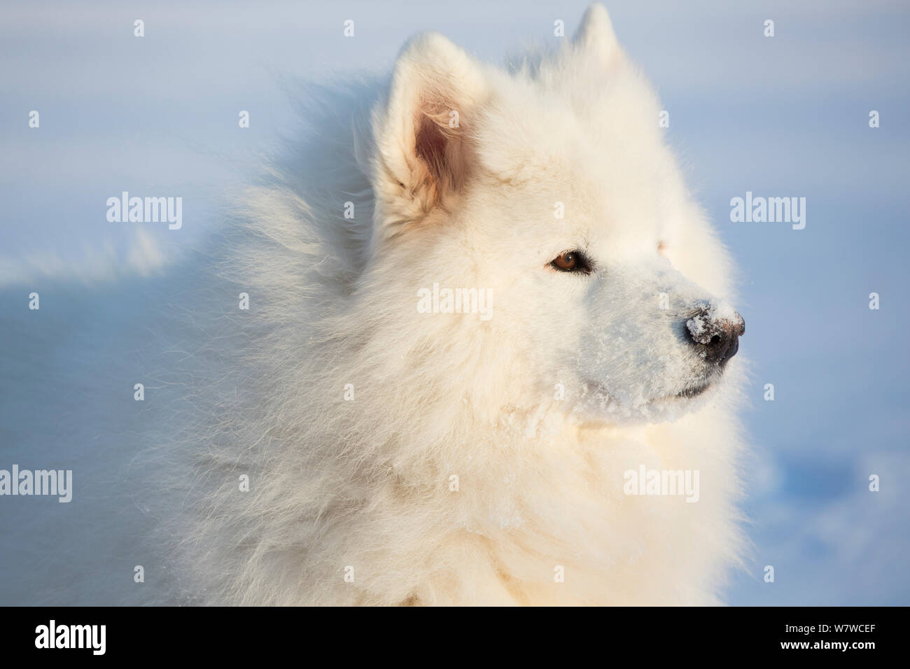 Samoyed dog in snow, Ledyard, Connecticut, USA. Non exclusive. Stock Photo