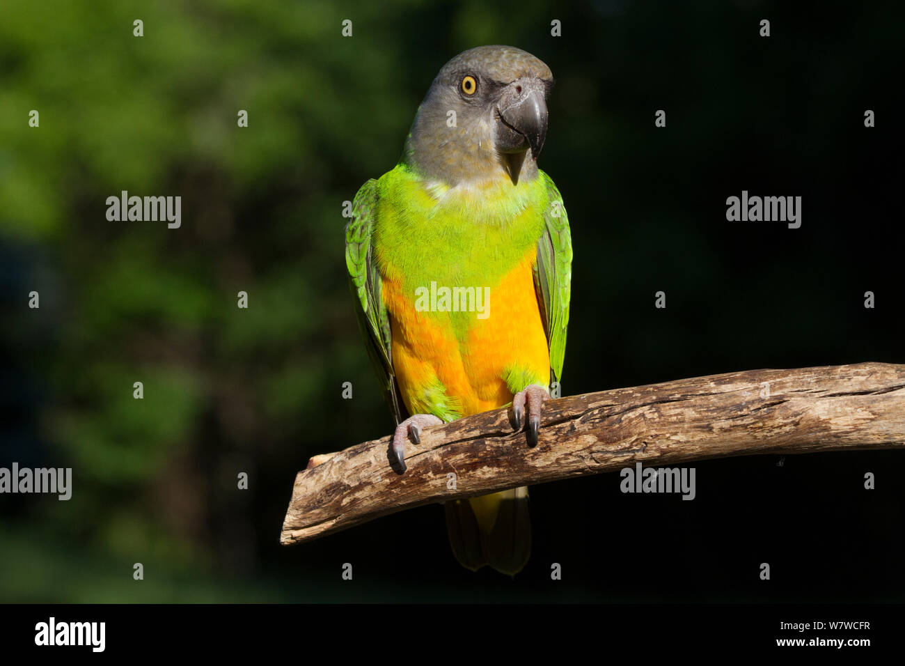 Senegal Parrot (Poicephalus senegalus) captive, native to Africa. Stock Photo