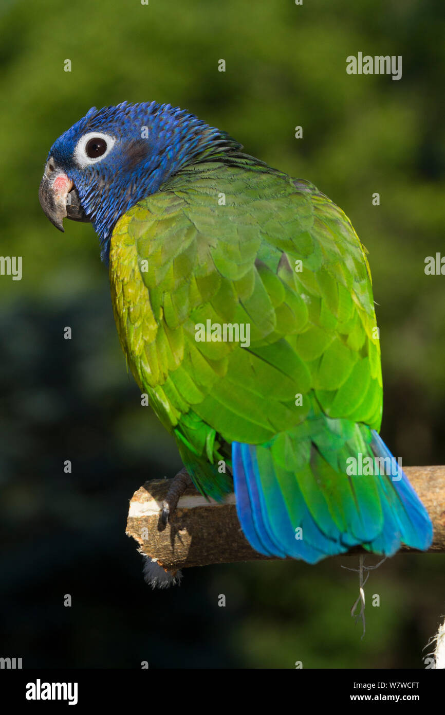 Blue-Headed Parrot (Pionus menstruus) rear view, captive, native to Central and South America. Stock Photo
