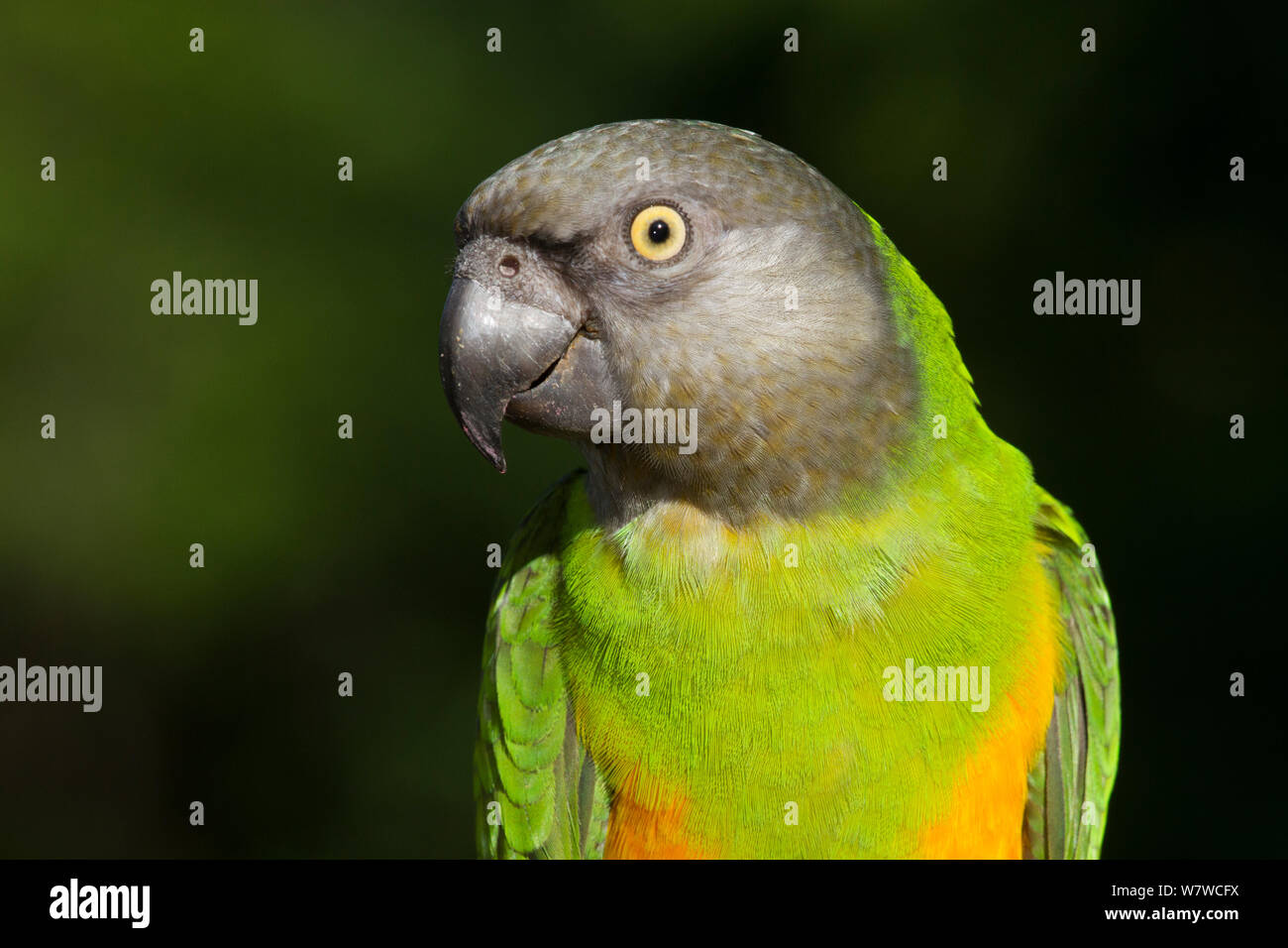 Senegal Parrot (Poicephalus senegalus) captive, native to Africa. Stock Photo