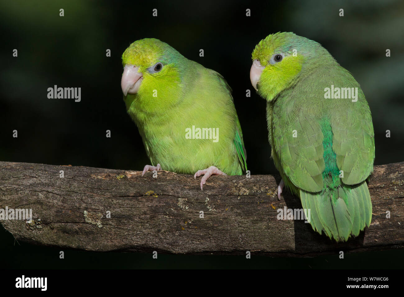 Pacific Parrotlets (Forpus coelestis) captive, native to West Ecuador and North West Peru. Stock Photo