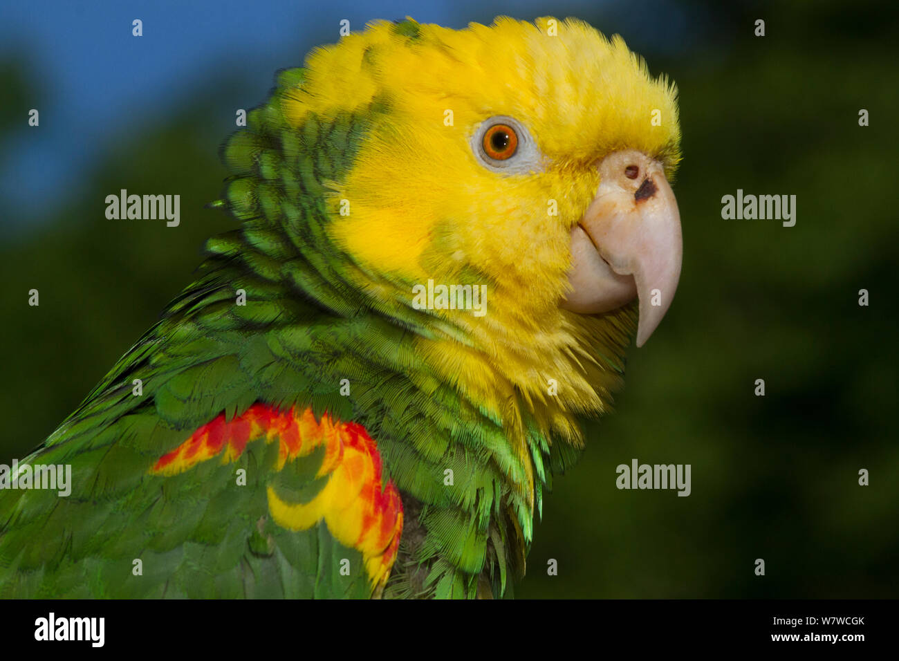 YellowHeaded Amazon Parrot (Amazona oratrix) captive, native central