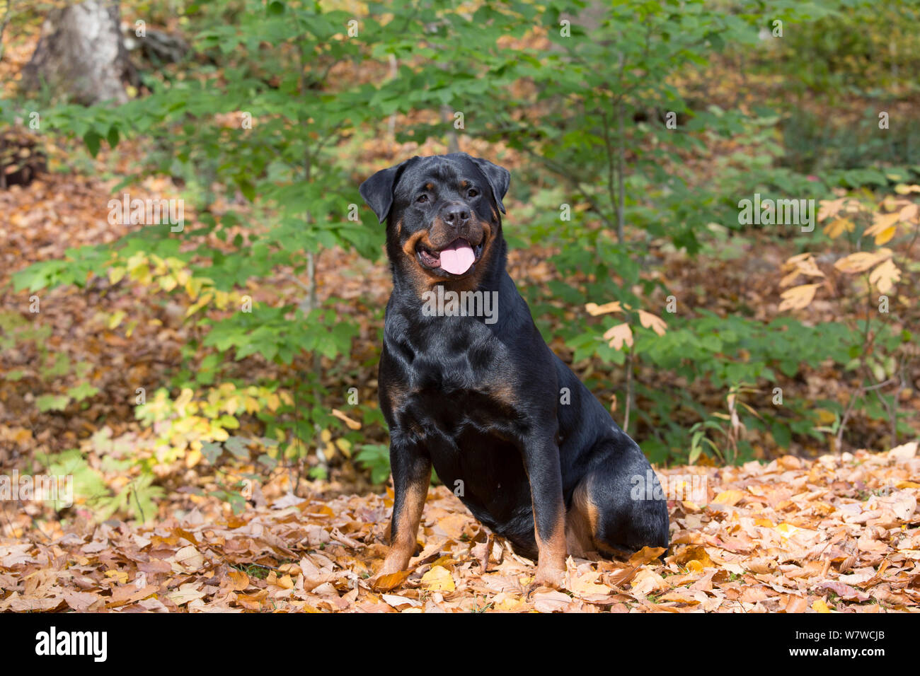 Rottweiler in autumn, East Haddam, Connecticut, USA Stock Photo - Alamy
