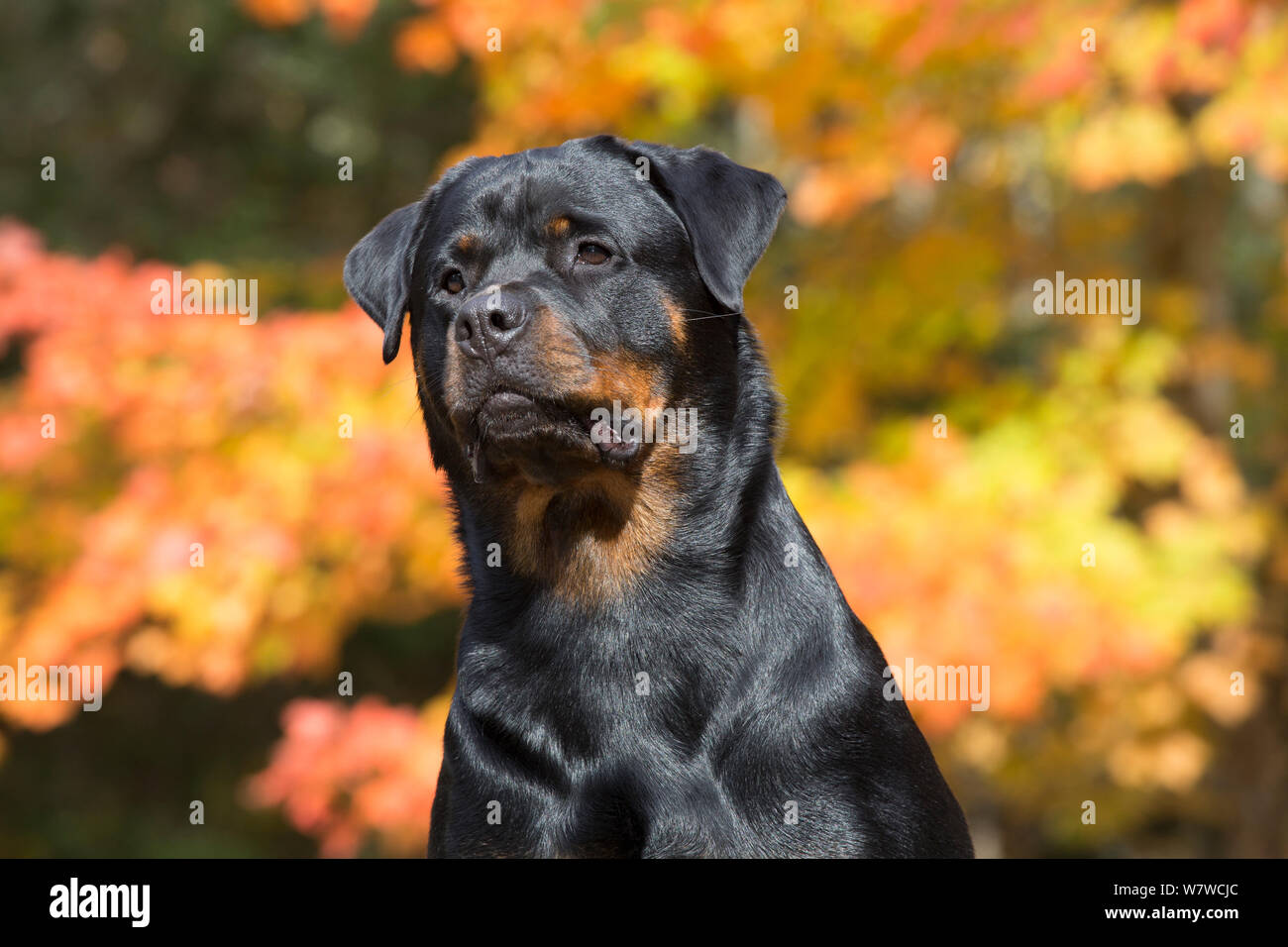 Rottweiler fall hi-res stock photography and images - Alamy
