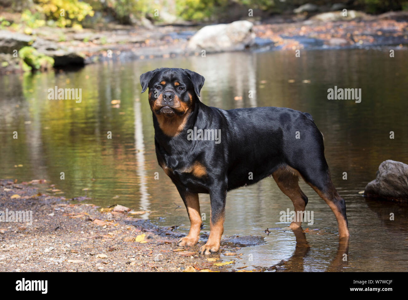 Rottweiler fall hi-res stock photography and images - Alamy