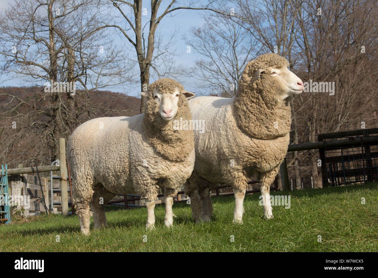 Cormo Sheep, Lee, Massachusetts, USA Stock Photo